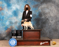 Pug #19 Sun OHG3SM Judge Thomson Stanfield