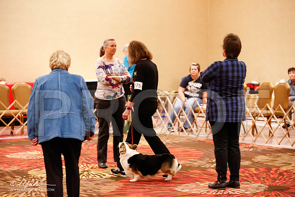 _JJ_8243-HstnCorgiFeb2015-HR3