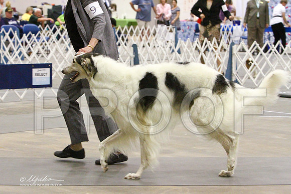Borzoi-2379LR