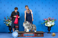 Shetland Sheepdog #23 THUR G2 Judge Ann Yuhasz