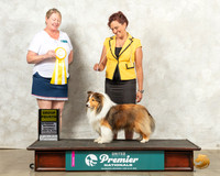 Shetland Sheepdog #215 Sat G4 Judge Pam Perdue