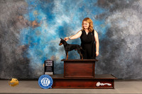 Manchester Terrier #9 Wed SD Judge Edd Biven