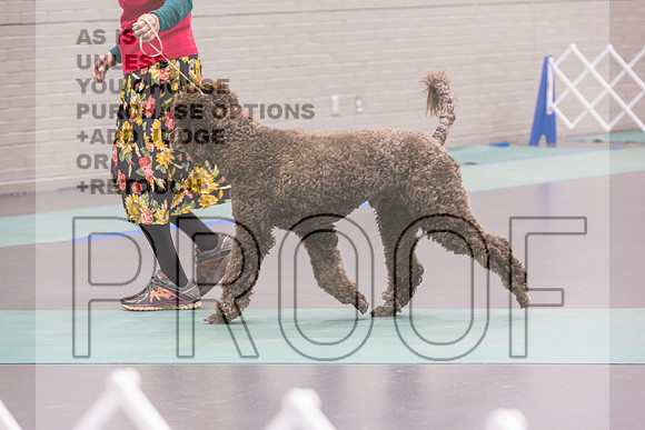 Poodle Std MC Ring Sat_JJL_8662_UKCLNGVIEWOCT2024_2024_HR3