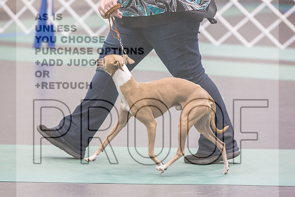 Italian Greyhound Sat Ring_JJL_0754_UKCLNGVIEWOCT2024_2024_HR3