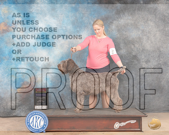 Wirehaired Pinting Griffon #8 Sun BOSWBCh Judge Lori Nelson-MMJ_4830-Abilene2022-HR3
