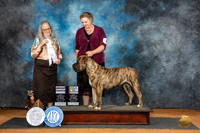 Boerboel #6 Sat G4 Judge Denise Dean