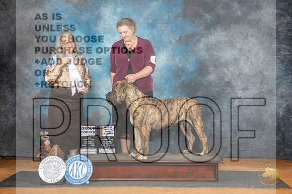 Boerboel #6 Sat G4 Judge Denise Dean__JP_8170_MARSHALL_2024_HR3
