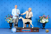 Whippet #33 SAT BOW M Judge Rick Martin
