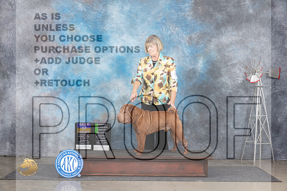 Shar Pei #5 Thurs BOBOHG2 Judge Pat Trotter__JP_4979_Amarillo_2024_HR3