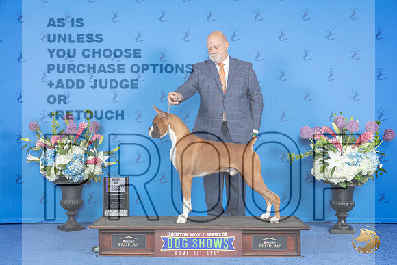 Boxer #5 FRI BISp Judge Jon Cole__JP_8996_Houston_2024_HR3