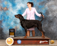 Black and Tan Coonhound #5 Sat G2 Judge Judy Brown