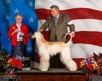 Afghan Hound #10 Sun BOW Maj Coleman Deller Louisa Agent Rudy Ayala Judge Kathy Beliew