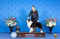 Australian Shepherd #31 SAT BOS M Judge Ann Yuhasz r