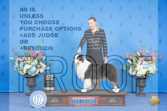 Australian Shepherd #31 SAT BOS M Judge Ann Yuhasz r__JP_0242_Houston_2024_HR3