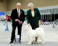 Samoyed #10 Sun WB Peterson Lisa L Judge Mr Edd Embry Bivin