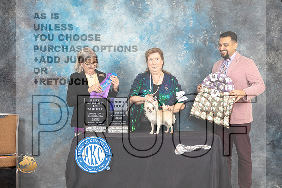 Chihuahua Long Coat #15 Fri1 BBE WD Judge Carol Pyrkosz_MJ_9575_HstnTOY_2022_HR3