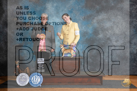 Chihuahua #J504 Fri BJr Judge Robert Stein__JP_7078_MARSHALL_2024_HR3