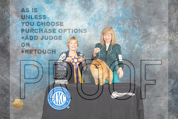 Pomeranian #59 Fri2 BISS Judge Sharon Masnick_MJ_9754_HstnTOY_2022_HR3