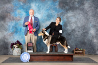 Collie Smooth #9 Sun G2 Judge Eric Liebes
