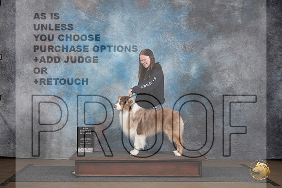 Australian Shepherd @255 Sun NCh Judge Chandra Martin__JP_3048_LongviewTX_2024_HR3