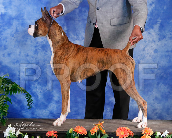 boxer-5769-HstnNov13-HR