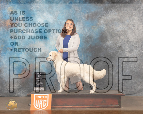 Golden Retriever #113 Sat1 BOB Judge Sonia YearwoodMMJ_6098_Lngvw2022HR3