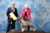 Standard Schnauzer #9 Fri G3 +A2