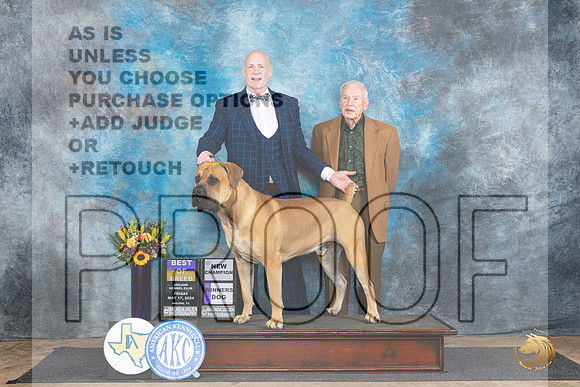 Boerboel #5 Fri BOBWDCH Judge Rick Gschwender__JP_9169_Abilene_2024_HR3