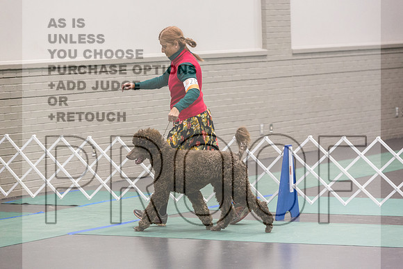 Poodle Std MC Ring Sat_JJL_8683_UKCLNGVIEWOCT2024_2024_HR3
