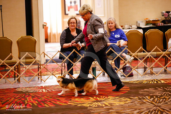 _JJ_0013-HstnCorgiFeb2015-HR3