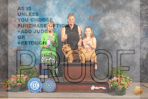 Norwich Terriers #8 Sun WD Judge Anne Bolus_MJ_1576_SA_2022_HR3