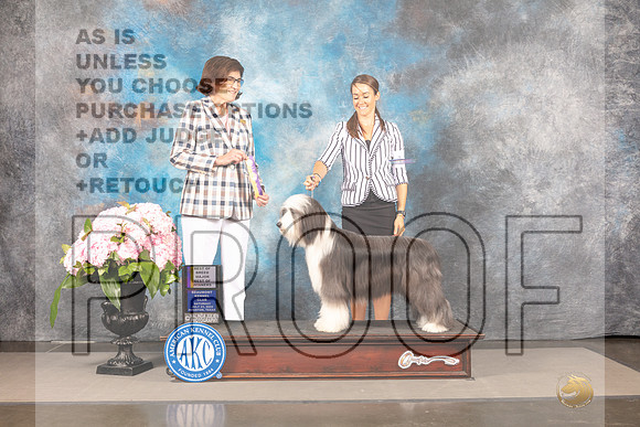 Bearded Collie #12 Sat BOWBOB Judge Carrie Chase-_MJ_7770e_Hstn2022-HR3