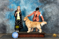 Golden Retriever #9 Sun G3 Judge Nancy Simmons