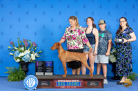 Vizsla #21 THUR WD BOW OHG1 Judge Wood Wornall