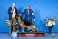 German Shepherd Dog #23 SUN G3 Judge Jon Cole