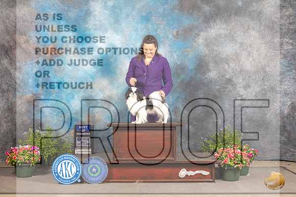 Japanese Chin #11 Fri BOW Judge Allen Odom_MJ_0038_SA_2022_HR3