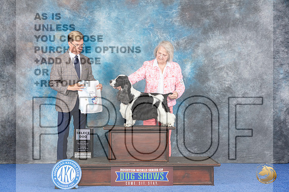 English Cocker Spaniel #9 WED SD Judge Douglas Johnson__JP_7135_Houston_2024_HR3