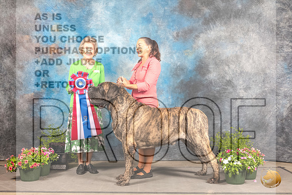 Mastiff #9 Sat BIS Judge Anne Bolus rMastiff #9 Sat BIS Judge Anne Bolus r_MJ_1166_SA_2022_HR3_SA_2022_HR3