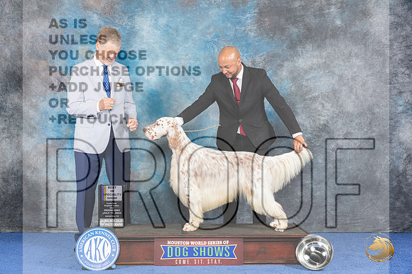 English Setter #5 WED BOB Judge Wood Wornall__JP_7267_Houston_2024_HR3