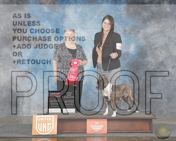 Am. Pitbull #114 Sun Show 1 G2 + Total Dog Mary HappelAm. Pitbull #114 Sun Show 1 G2 + Total Dog Mary Happel_WP_7852e-UKC Midwest Classic Richmond IN 2025-HR3