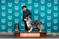 Australian Shepherd #199 Sat AG2 Judge Pamela Perdue