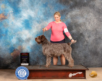 Wirehaired Pinting Griffon #8 Sun BOSWBCh Judge Lori Nelson
