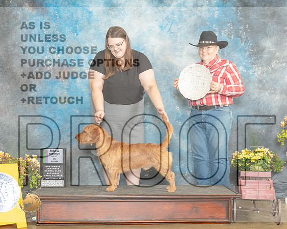 Bassett Fauve de Bretagne #5 Sat MRBIS Judge Carol Jean Nelson-MMJ_0589-NWARK2022-HR3