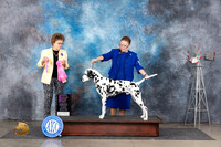 Dalmation #7 Thurs OHG1 Judge Pat Trotter