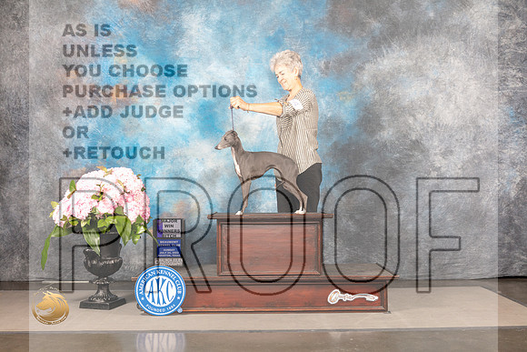 Italian Greyhound #24 Sun WB Judge Barbara Alderman_MJ_7646_Houston_2022_HR3
