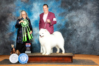 Samoyed #5 Sun BIS Judge Denise Dean
