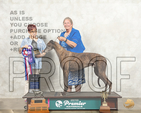 Greyhound #108 Wed BOB Judge Marian Campbell_MMJ_6805_Premier_2022_HR3