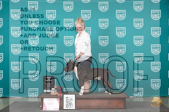 American Pit Bull Terrier #103 Wed BISS Judge Cindy Sanders__JP_0265_Premier_2024_HR3