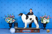 Borzoi #5 SUN BOW M Judge Angela Pickett
