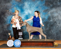 Weimaraner #6 Sun G4 Judge Karen Hynek